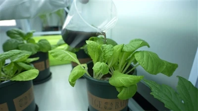 Каковы функции водорастворимых удобрений гуминовой кислоты
